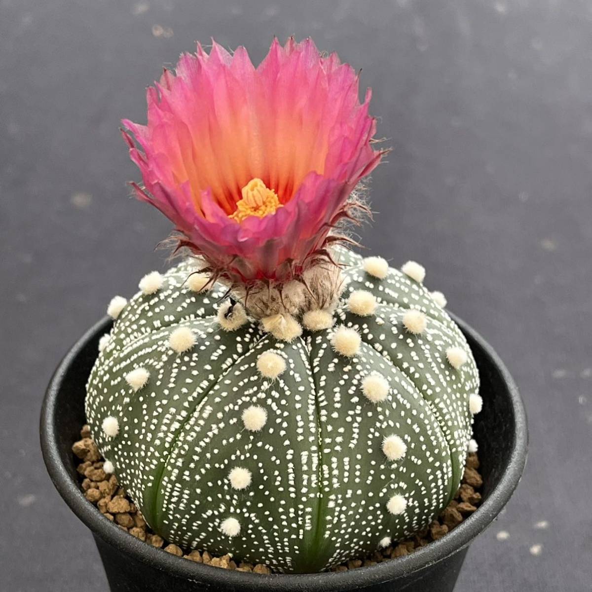 ピンク花のサボテン達 - まほろば : チャオの多肉ブログ