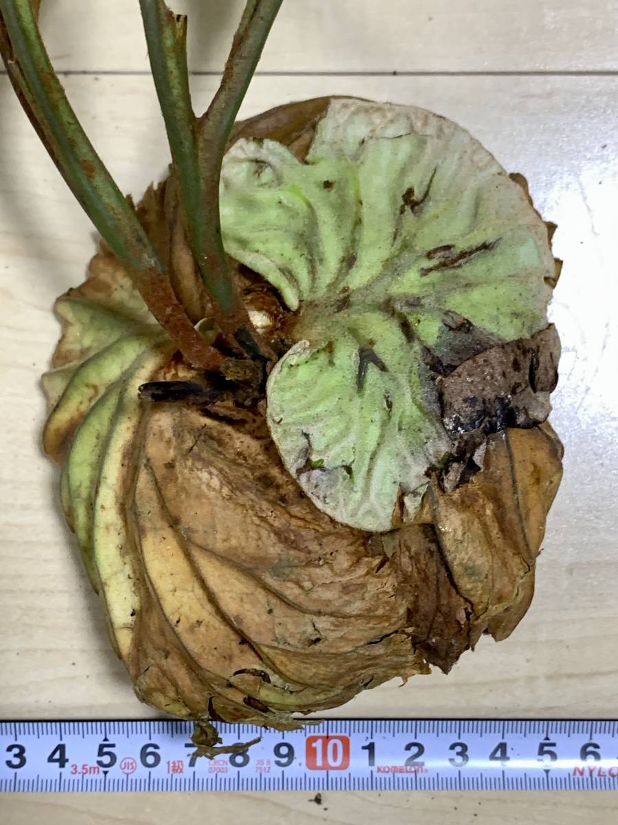 32 Platycerium ridleyi [4/15輸入・現地株・未順化・抜き苗・中部カリマンタン産・プラティケリウム]