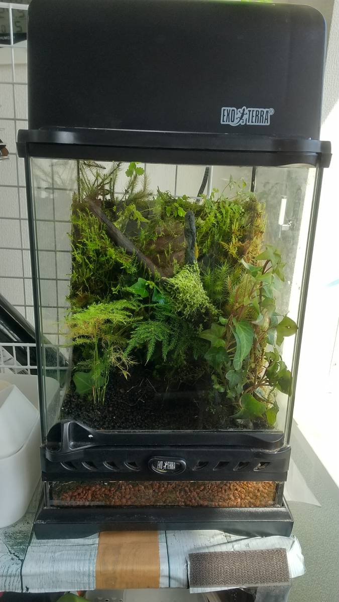 苔テラリウム ビバリウム グラステラリウムナノ その他 売買されたオークション情報 Yahooの商品情報をアーカイブ公開 オークファン Aucfan Com