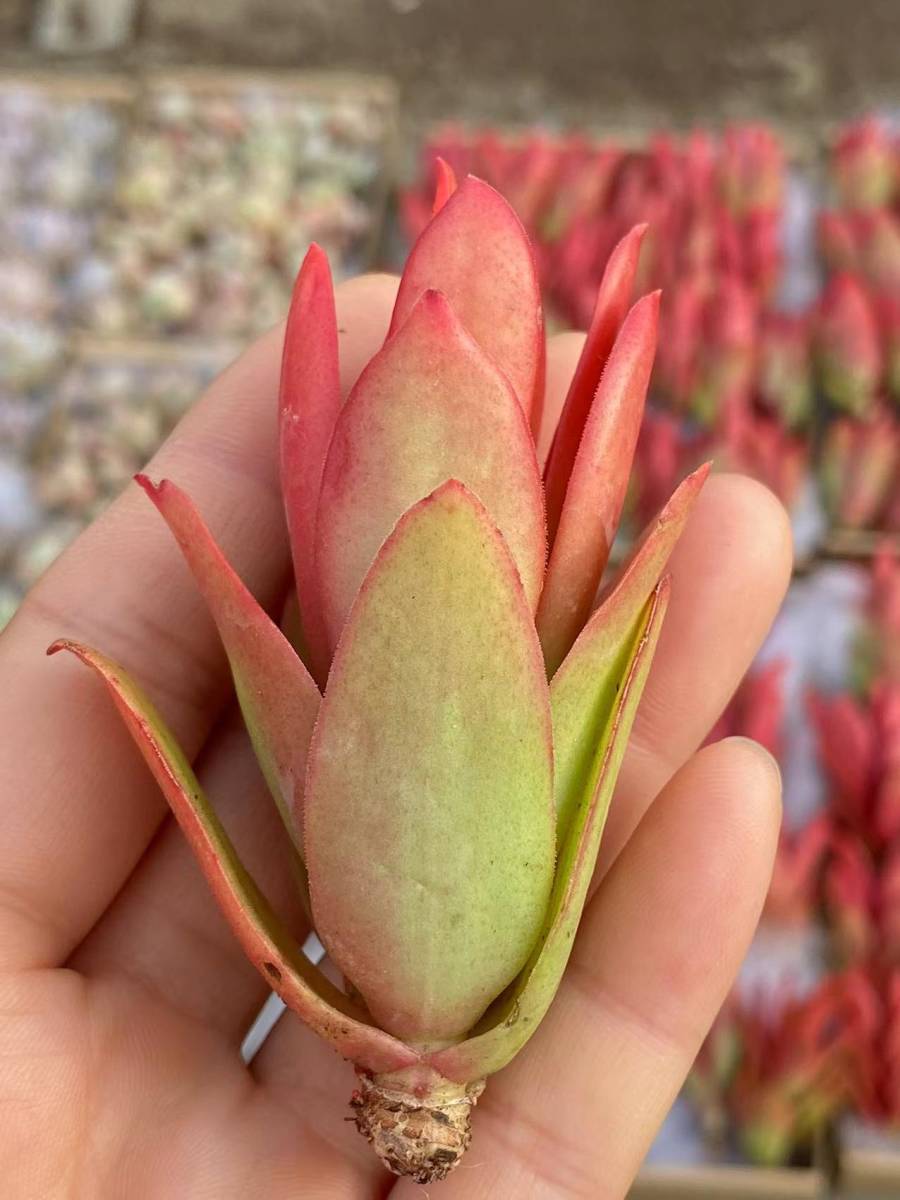 Abf87多肉植物 エケベリア クラッスラ キャンプファイヤー 25個 超美苗 サボテン 観葉植物 花 園芸 サボテン 売買されたオークション情報 Yahooの商品情報をアーカイブ公開 オークファン Aucfan Com