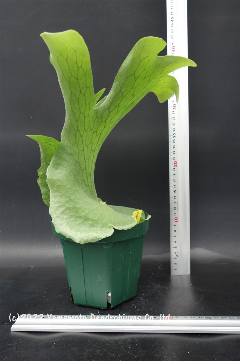 コウモリラン ビカクシダ Platycerium Holttumii プラティセリウム