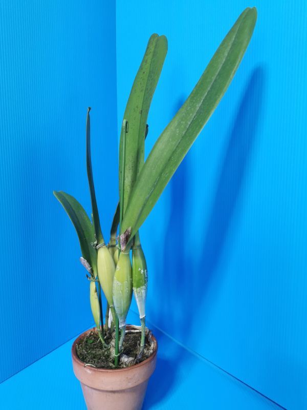  洋蘭 C. perrinii alba &times; C. tenebrosa 'Woltongrande'(ラン)｜売買されたオークション情報、yahooの商品情報をアーカイブ公開 - オークファン ラン