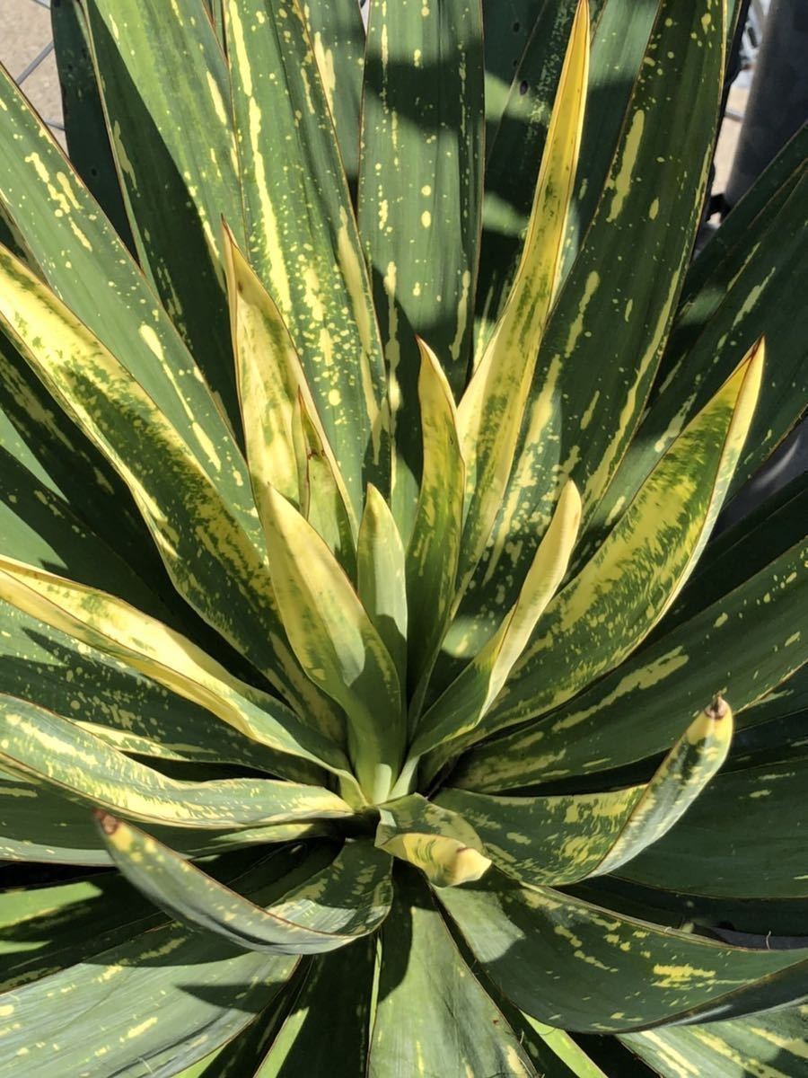 観葉植物 ユッカ グロリオサ 散り斑 大株