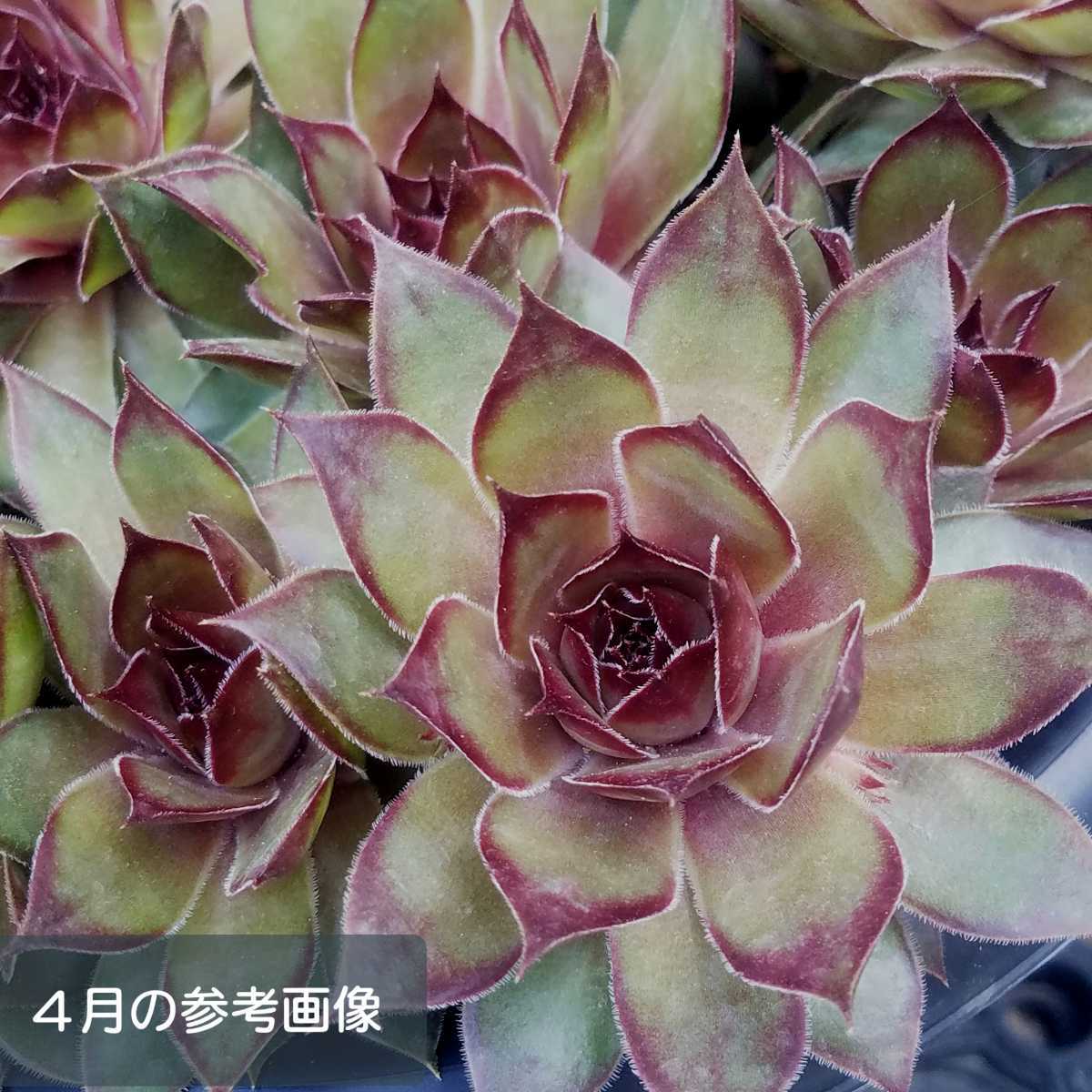 錦翠花 センペルビウム 多肉植物 カット苗 サボテン 売買されたオークション情報 Yahooの商品情報をアーカイブ公開 オークファン Aucfan Com