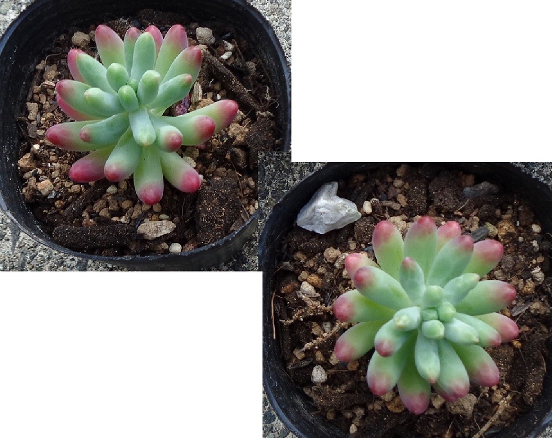 セダム 乙女心 多肉植物 ２株 サボテン 売買されたオークション情報 Yahooの商品情報をアーカイブ公開 オークファン Aucfan Com