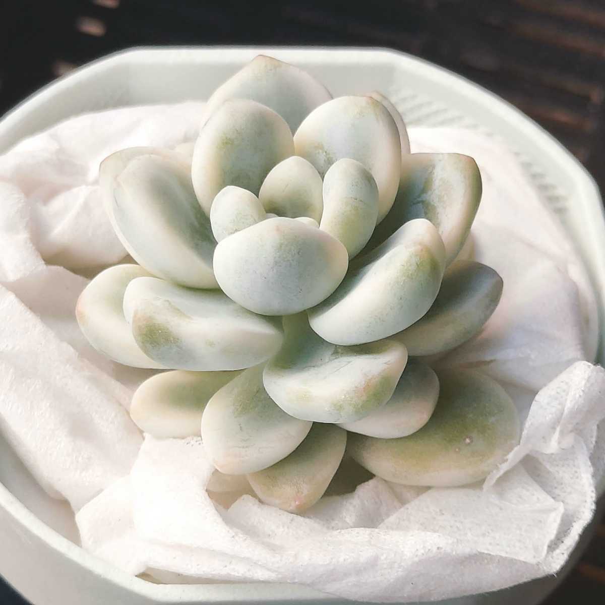 ロッティ錦 セダム 多肉植物 カット苗 サボテン 売買されたオークション情報 Yahooの商品情報をアーカイブ公開 オークファン Aucfan Com ロッティ錦 セダム 多肉植物 カット苗 サボテン 売買されたオークション情報 Yahooの商品情報をアーカイブ公開 オークファン Aucfan Com