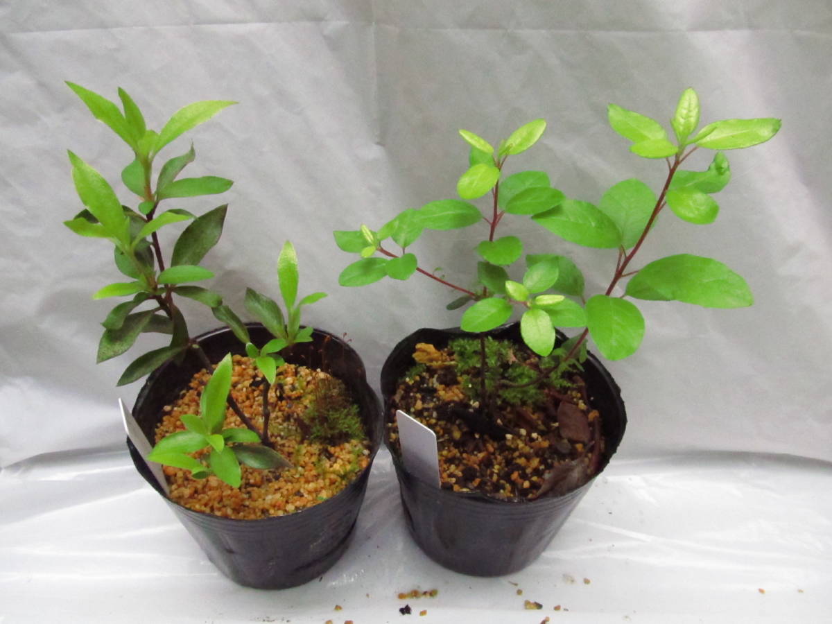 ツツジ 幼苗 原種 ２種 ヤクシマヤマツツジ 屋久島山躑躅 バイカツツジ 梅花躑躅 植木 庭木 売買されたオークション情報 Yahooの商品情報をアーカイブ公開 オークファン Aucfan Com