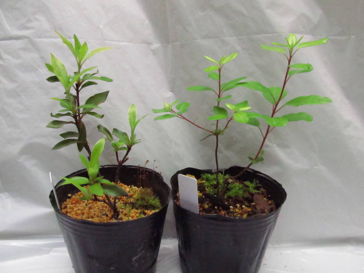 ツツジ 幼苗 原種 ２種 ヤクシマヤマツツジ 屋久島山躑躅 バイカツツジ 梅花躑躅 植木 庭木 売買されたオークション情報 Yahooの商品情報をアーカイブ公開 オークファン Aucfan Com