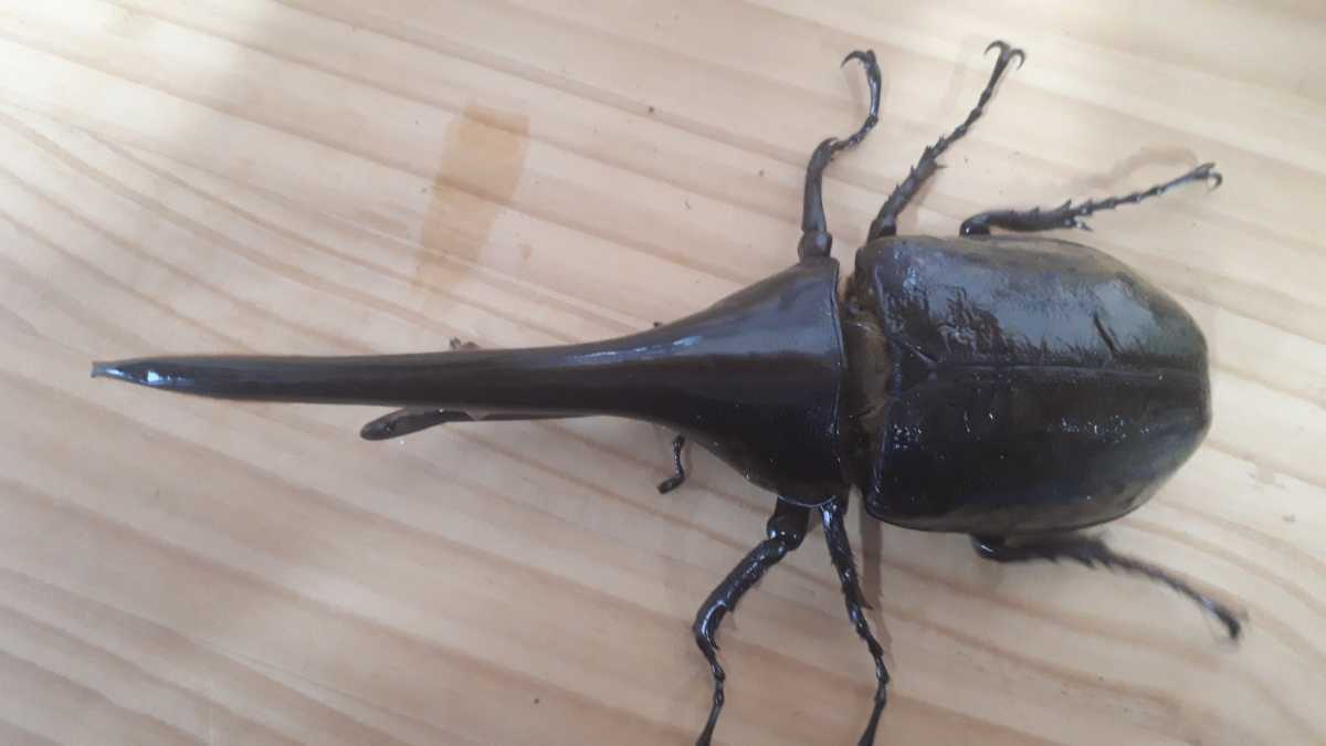 DHヘラクレス【成虫ペア】 優良血統 ♂163mm♀65mm オス メス 