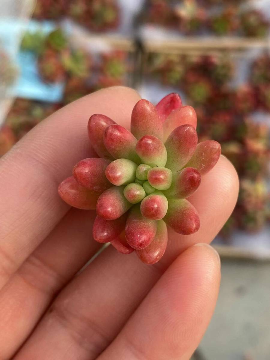 多肉植物 エケベリア ベンケイソウ科 マンネングサ属 ニジノタマ錦 Sedum Rubrotinctum 25個 サボテン 観葉植物 花 園芸 Kod192 サボテン 売買されたオークション情報 Yahooの商品情報をアーカイブ公開 オークファン Aucfan Com