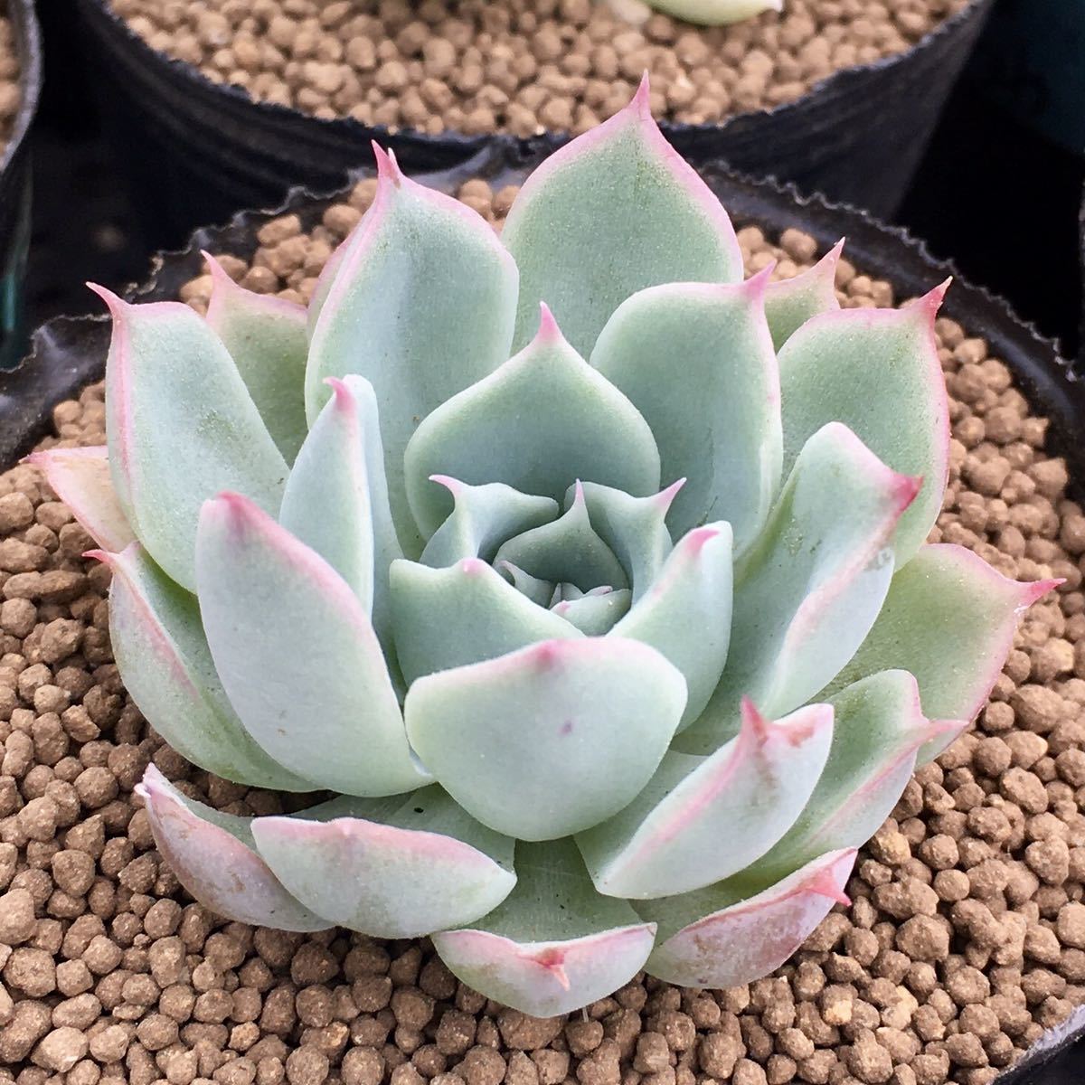 花月夜 X シャビアナ X シムランス エケベリア 多肉植物 抜き苗 サボテン 売買されたオークション情報 Yahooの商品情報をアーカイブ公開 オークファン Aucfan Com