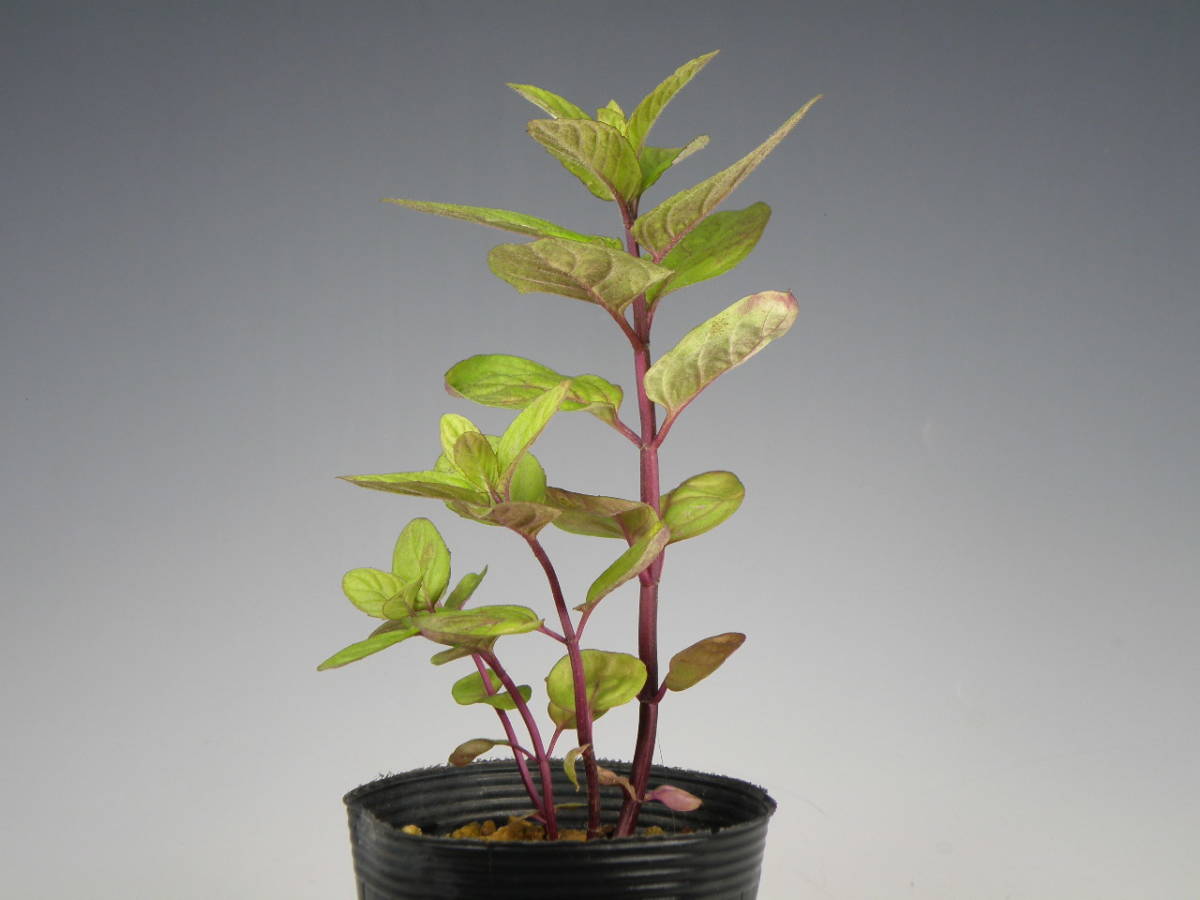 日本ハッカ ホクト 栽培増殖品 山野草 ハーブ ミント 花 野生ラン 花 売買されたオークション情報 Yahooの商品情報をアーカイブ公開 オークファン Aucfan Com