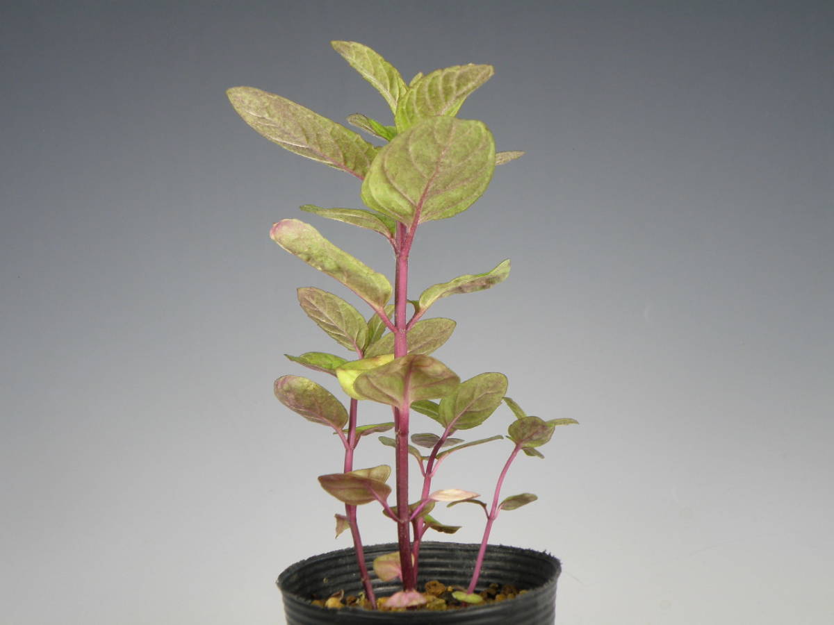 日本ハッカ ホクト 栽培増殖品 山野草 ハーブ ミント 花 野生ラン 花 売買されたオークション情報 Yahooの商品情報をアーカイブ公開 オークファン Aucfan Com