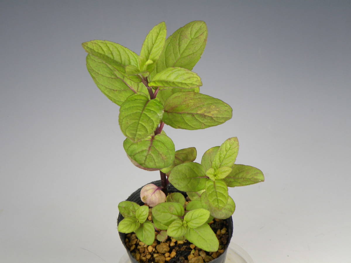 日本ハッカ ホクト 栽培増殖品 山野草 ハーブ ミント 花 野生ラン 花 売買されたオークション情報 Yahooの商品情報をアーカイブ公開 オークファン Aucfan Com