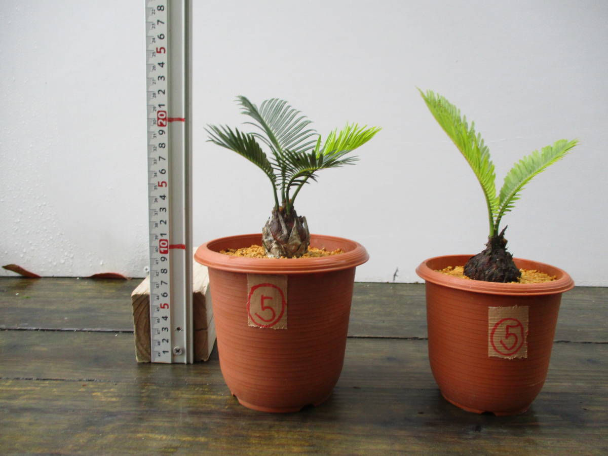 ソテツ変わり葉 3 5号 奄美大島産 盆栽 観葉植物 当園栽培品 2鉢セット 観葉植物 売買されたオークション情報 Yahooの商品情報をアーカイブ公開 オークファン Aucfan Com