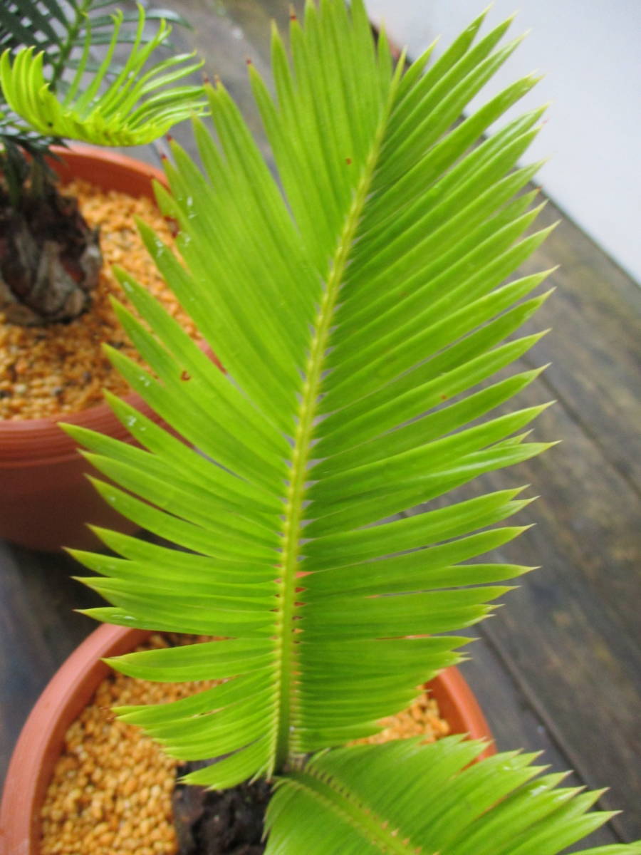 ソテツ変わり葉 3 5号 奄美大島産 盆栽 観葉植物 当園栽培品 2鉢セット 観葉植物 売買されたオークション情報 Yahooの商品情報をアーカイブ公開 オークファン Aucfan Com