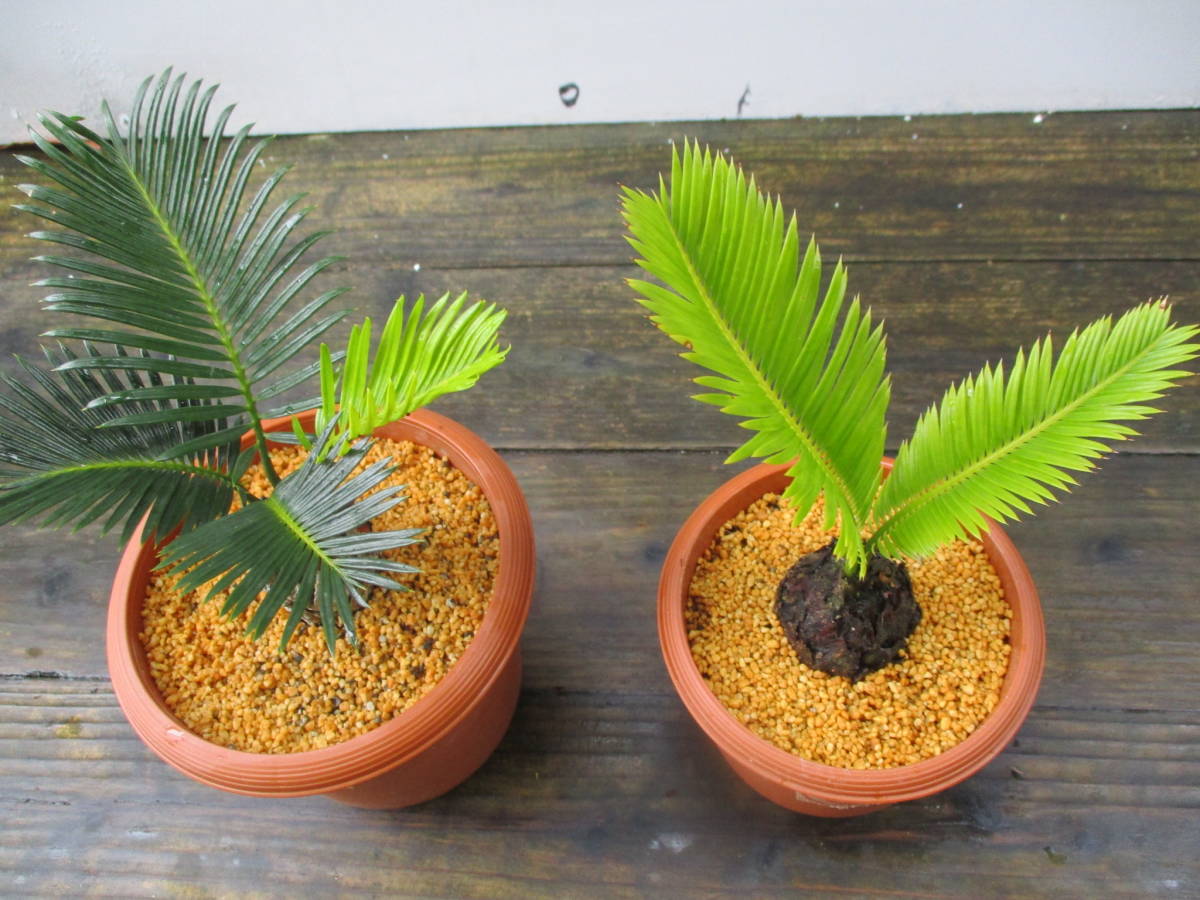 ソテツ変わり葉 3 5号 奄美大島産 盆栽 観葉植物 当園栽培品 2鉢セット 観葉植物 売買されたオークション情報 Yahooの商品情報をアーカイブ公開 オークファン Aucfan Com