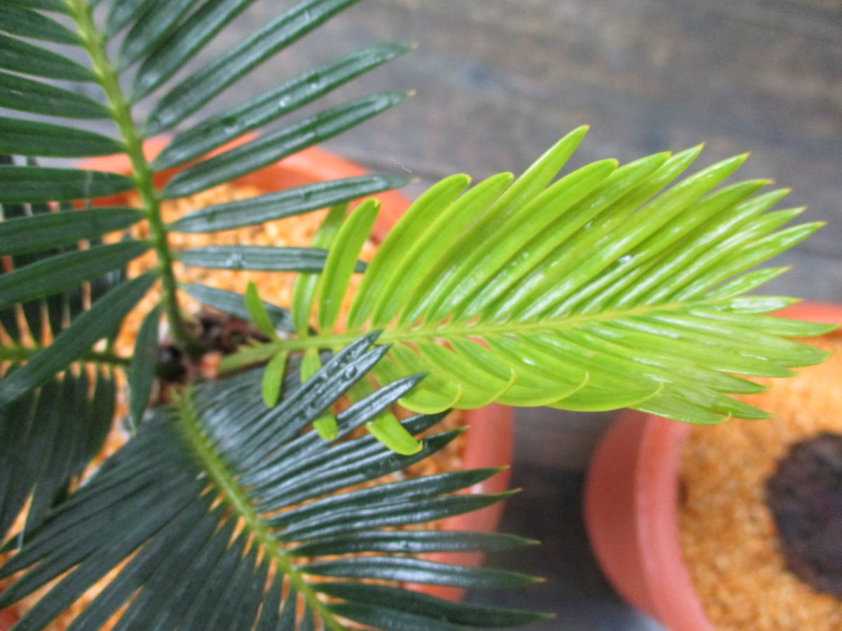 ソテツ変わり葉 3 5号 奄美大島産 盆栽 観葉植物 当園栽培品 2鉢セット 観葉植物 売買されたオークション情報 Yahooの商品情報をアーカイブ公開 オークファン Aucfan Com