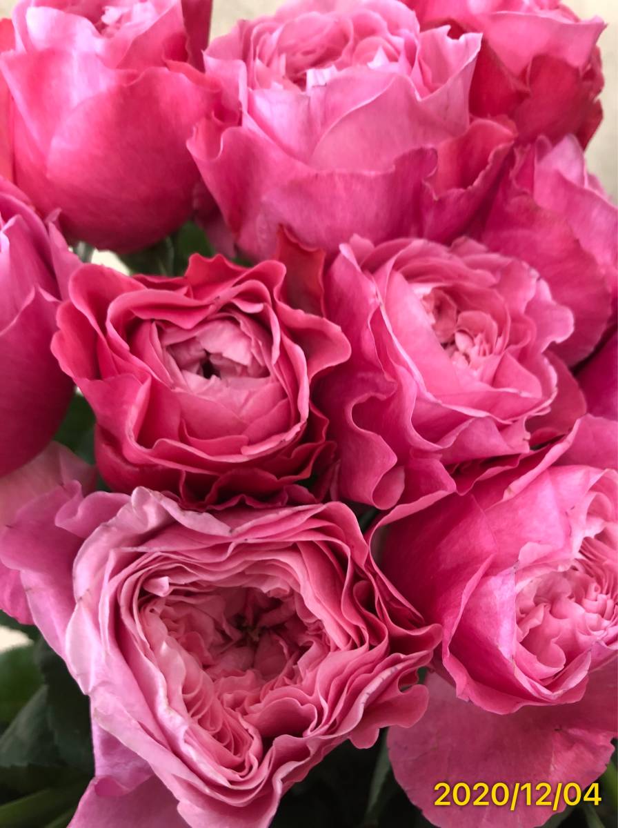 切り花品種バラ 中心にいくほど淡いピンク フルーティ微香 ロゼット咲き 挿し木苗 バラ 売買されたオークション情報 Yahooの商品情報をアーカイブ公開 オークファン Aucfan Com