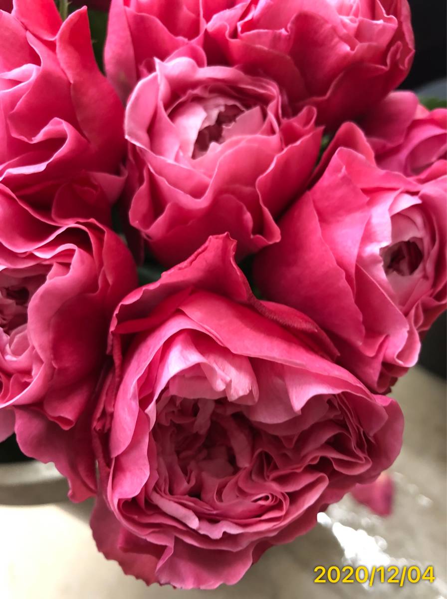 切り花品種バラ 中心にいくほど淡いピンク フルーティ微香 ロゼット咲き 挿し木苗 バラ 売買されたオークション情報 Yahooの商品情報をアーカイブ公開 オークファン Aucfan Com