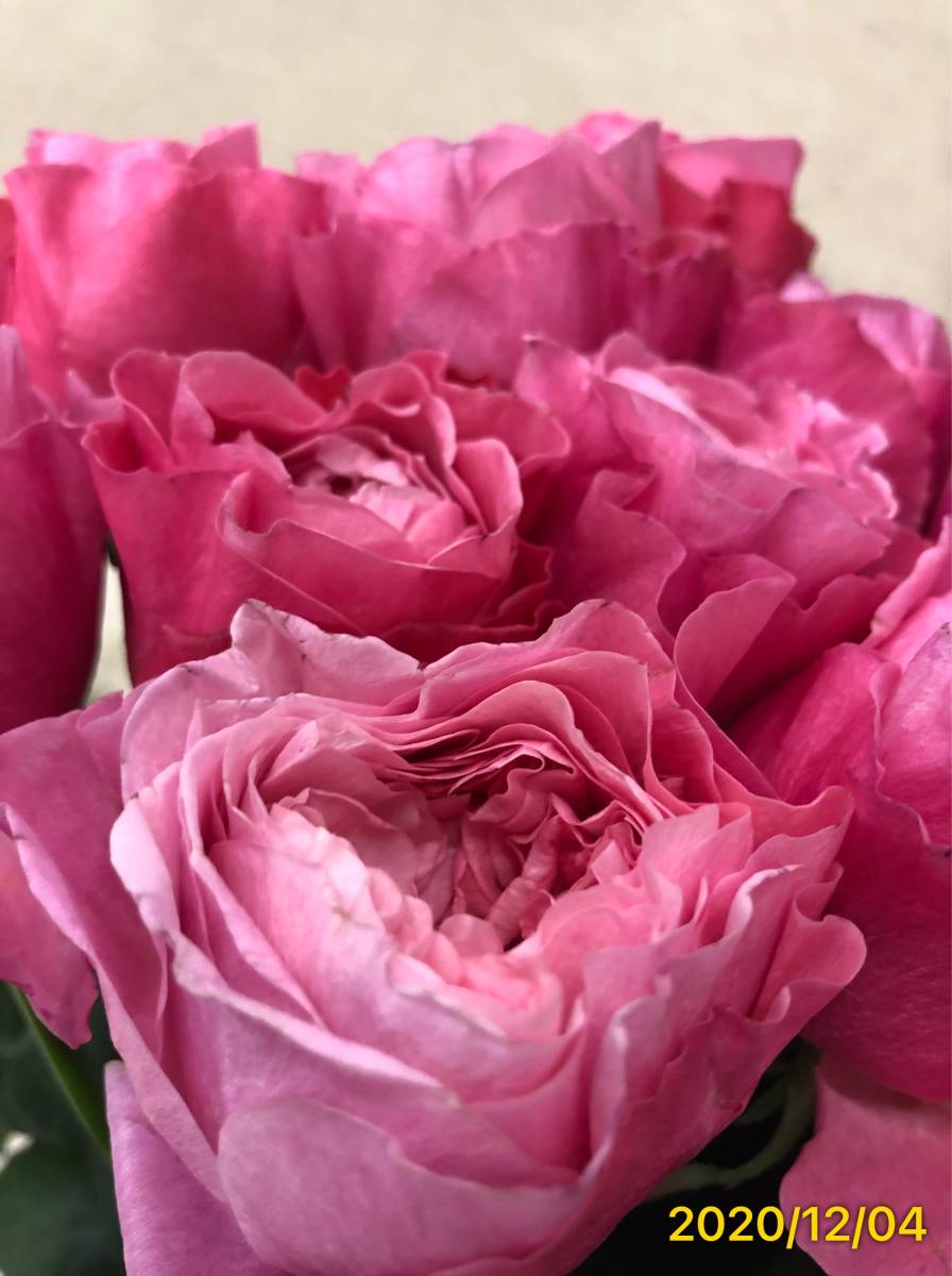 切り花品種バラ 中心にいくほど淡いピンク フルーティ微香 ロゼット咲き 挿し木苗 バラ 売買されたオークション情報 Yahooの商品情報をアーカイブ公開 オークファン Aucfan Com