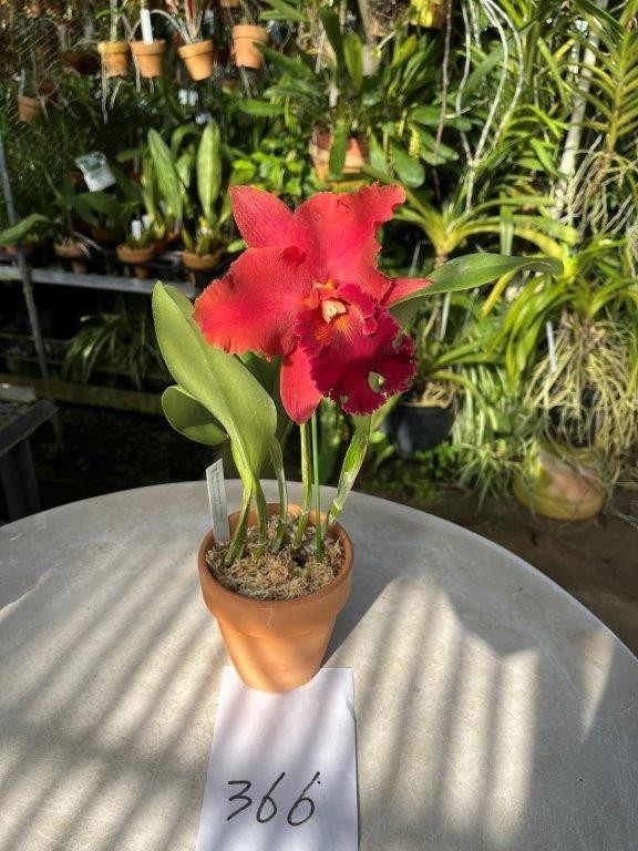HIF洋蘭 366 Rlc. Mirian Suzuki 'Red' (MC) 花着