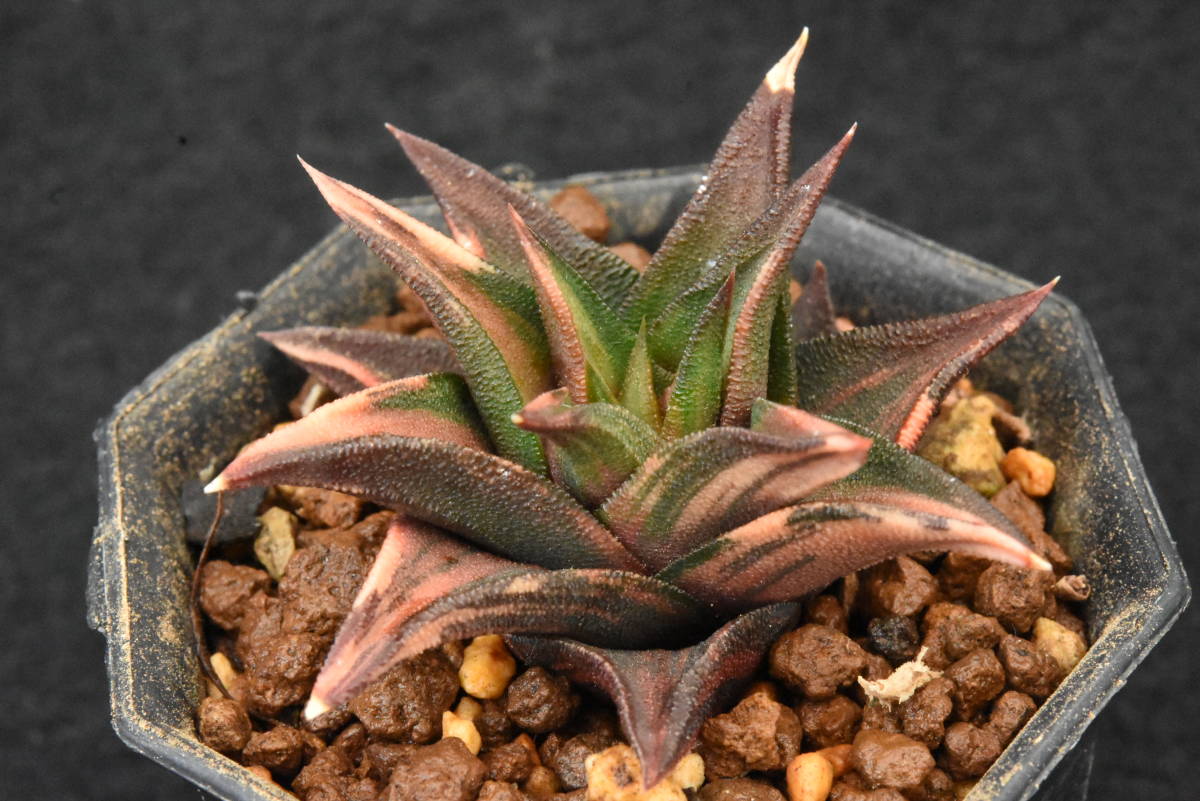 多肉植物 ハオルチア・ビスコーサ Jov87/185錦 Yahoo!オークション