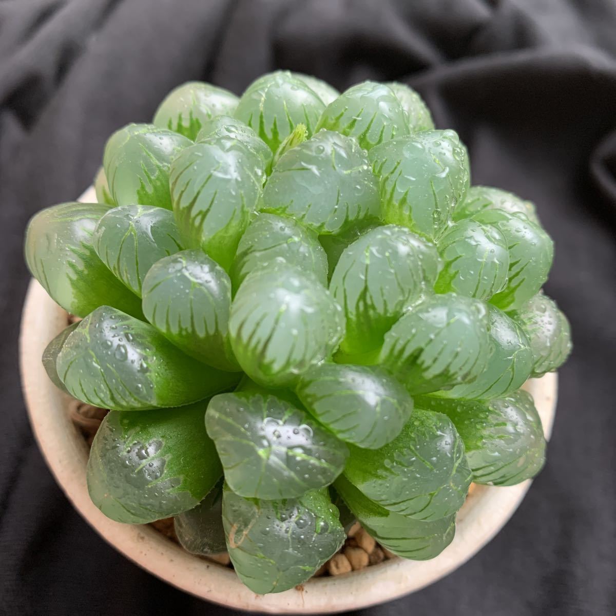 予約 多肉植物 ハオルチア オブツーサ トゥルンカータ抜き苗 M Beatricedelajudietherapy Com