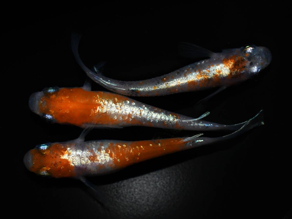 めだか 若魚 ちー9 リクエストありがとうご 3ペア メダカファーム泉 
