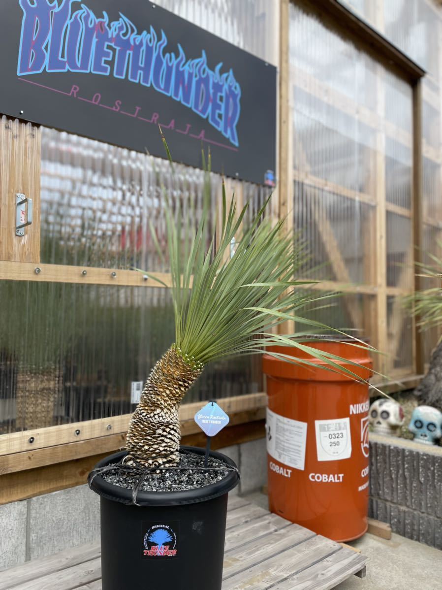 52 ユッカ ロストラータ yucca rostrata（発根済）（極太 1m62cm  