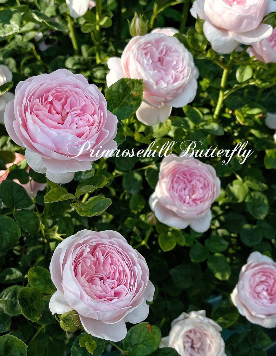 確認用 Er イングリッシュローズ Marketingagricola Pt