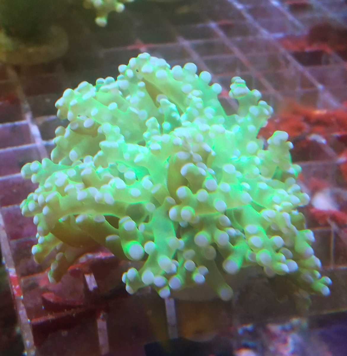 タコアシサンゴ コエダナガレハナサンゴ クリアグリーン フラグ 同梱ｏｋ 本州以外は要相談 ケミカン サンゴ 売買されたオークション情報 Yahooの商品情報をアーカイブ公開 オークファン Aucfan Com