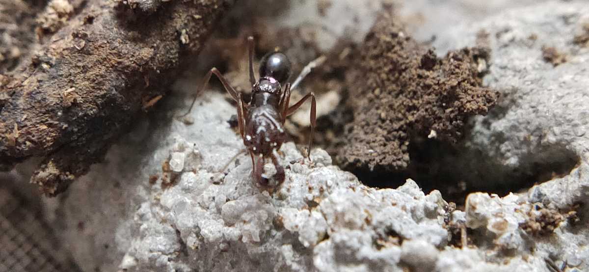 アギトアリのコロニー 女王蟻2匹 働き蟻7匹 卵15個位 飼育ケース 売買されたオークション情報 Yahooの商品情報をアーカイブ公開 オークファン Aucfan Com