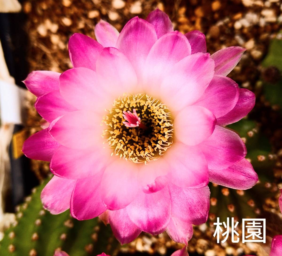 花サボテン ソエレンプシス 桃園 名前は私が勝手に付けました 画1花参考 出品画2 蕾有 抜苗発送 サボテン 売買されたオークション情報 Yahooの商品情報をアーカイブ公開 オークファン Aucfan Com