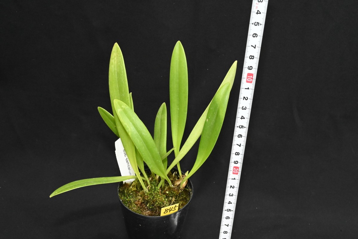 洋蘭 洋ラン 原種 バルボフィラム Bulb. lindleyanum 洋蘭原種