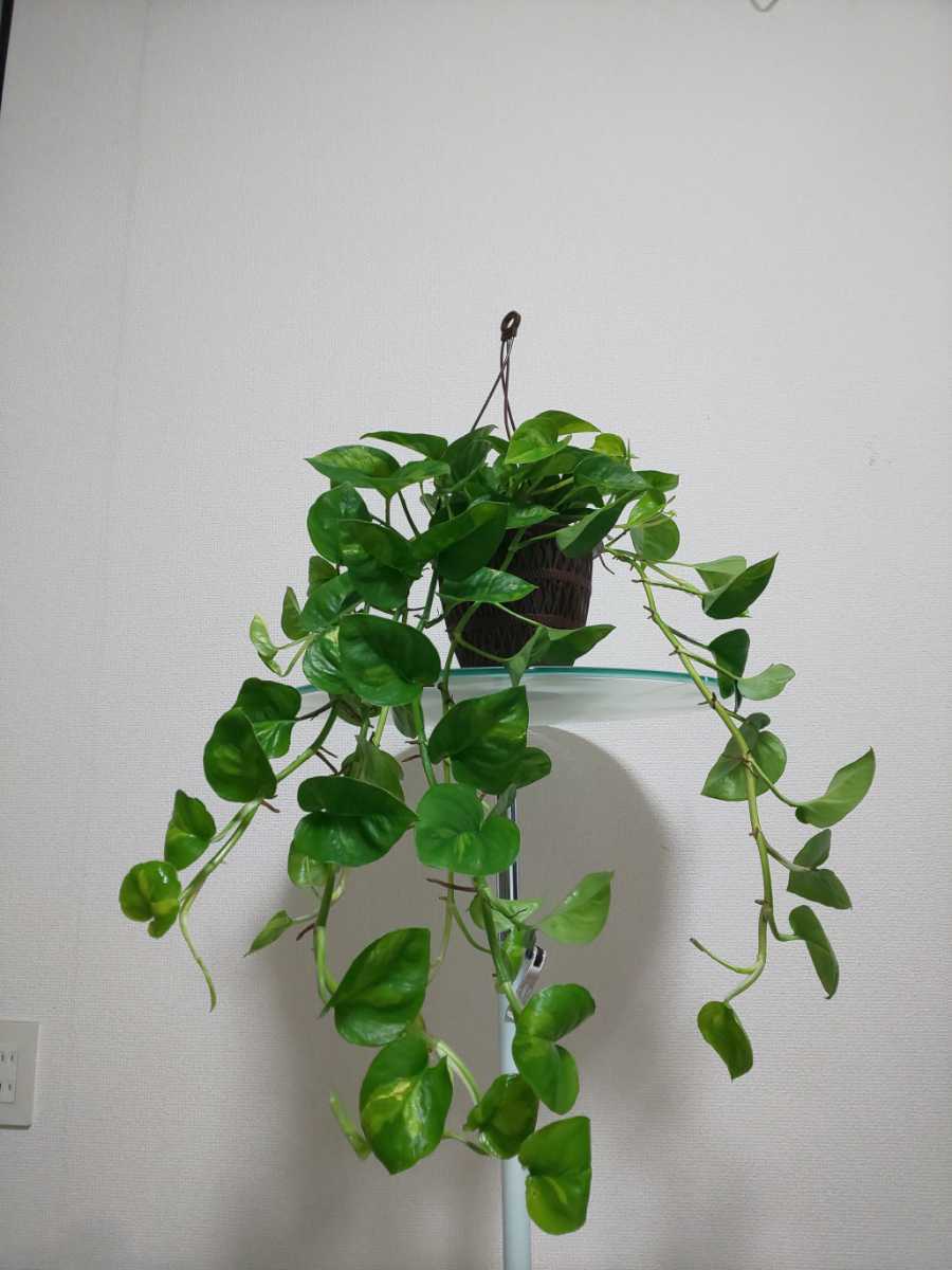 グローバルグリーン ポトス Pothos Global Green 観葉植物 ステータス エンジョイ 斑入り 耐寒性 耐陰性 ハンギング マーブル ポトス 売買されたオークション情報 Yahooの商品情報をアーカイブ公開 オークファン Aucfan Com