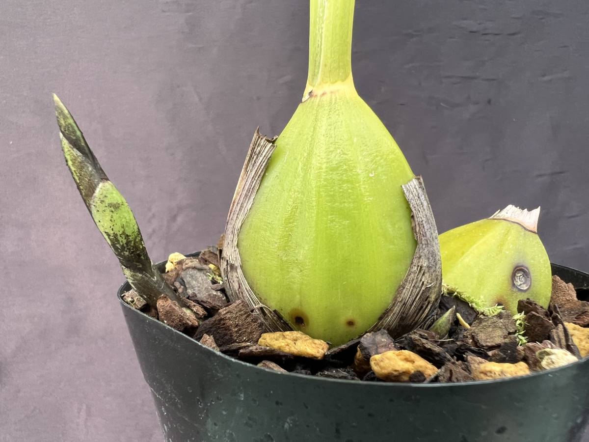洋蘭 原種 スダメリカステ属 Sudamerlycaste Locusta濃緑色の美花が咲くリカステ レア原種 花芽付 速達第四種郵便送料796円 ラン 売買されたオークション情報 Yahooの商品情報をアーカイブ公開 オークファン Aucfan Com