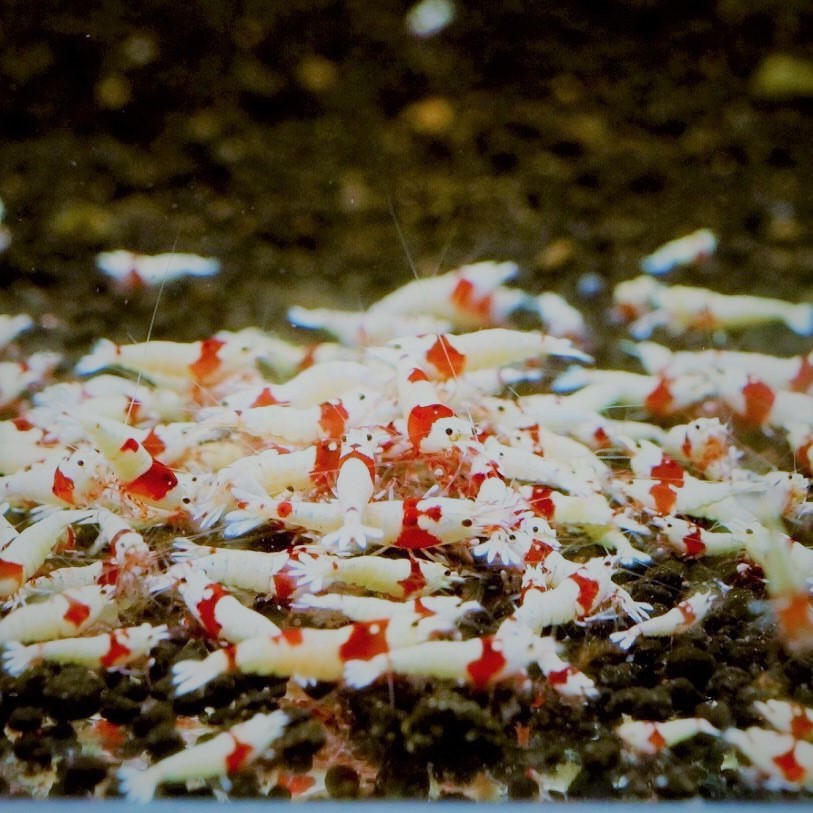 「白金」 レッドビーシュリンプ 55匹 超発光色 ハイグレード 同梱不可_1