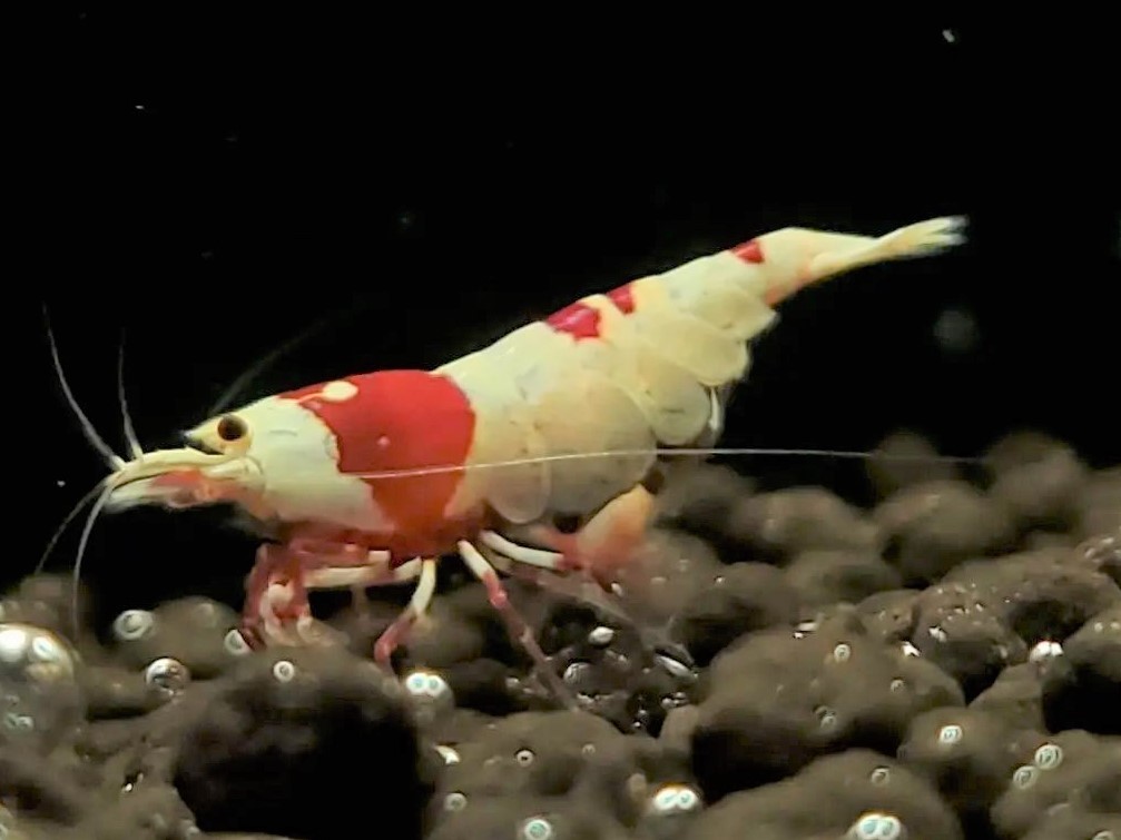 「白金」 レッドビーシュリンプ 55匹 超発光色 ハイグレード 同梱不可_3