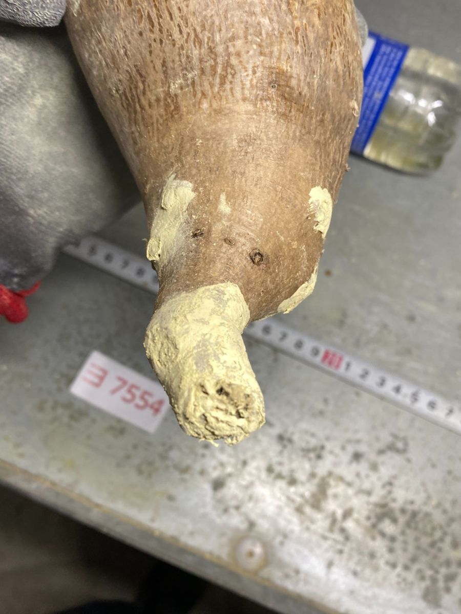 ヨ7554 「現地」パキポディウム イノピナツム 抜き苗【最新到着