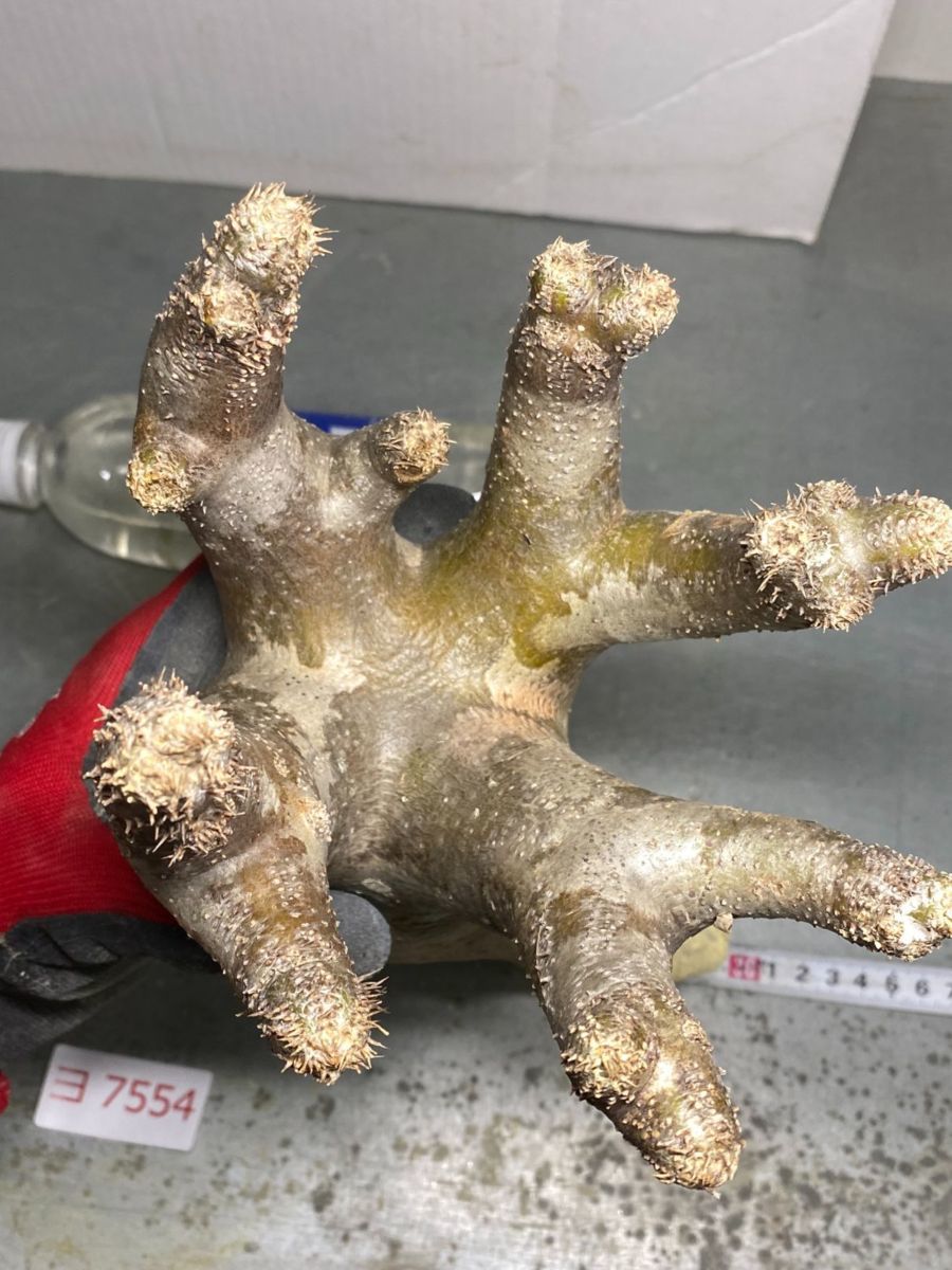 ヨ7554 「現地」パキポディウム イノピナツム 抜き苗【最新到着