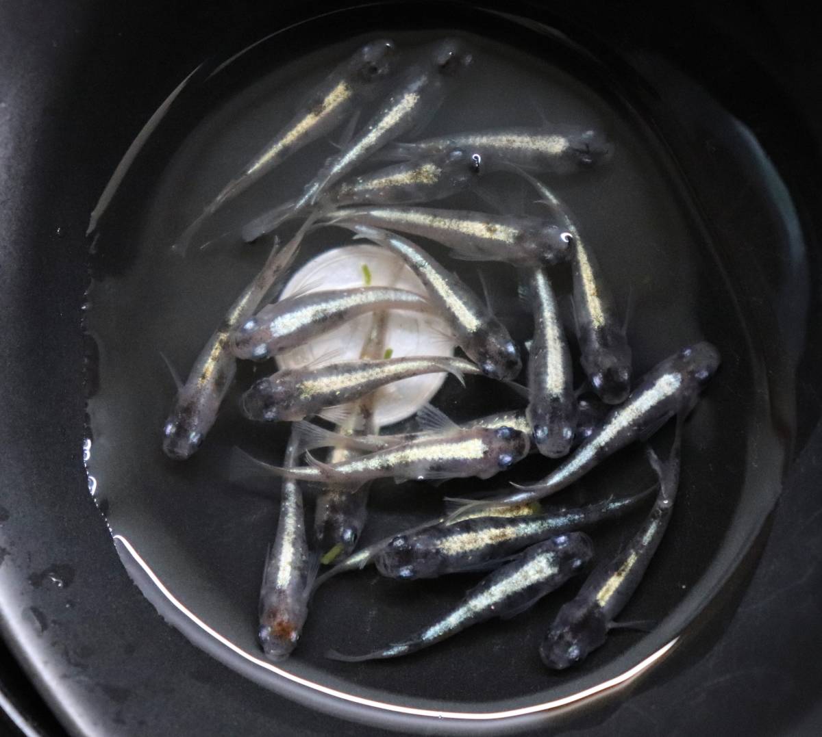 極上 めだか 王華メダカの特徴と固定率・飼育難易度、飼育方法について