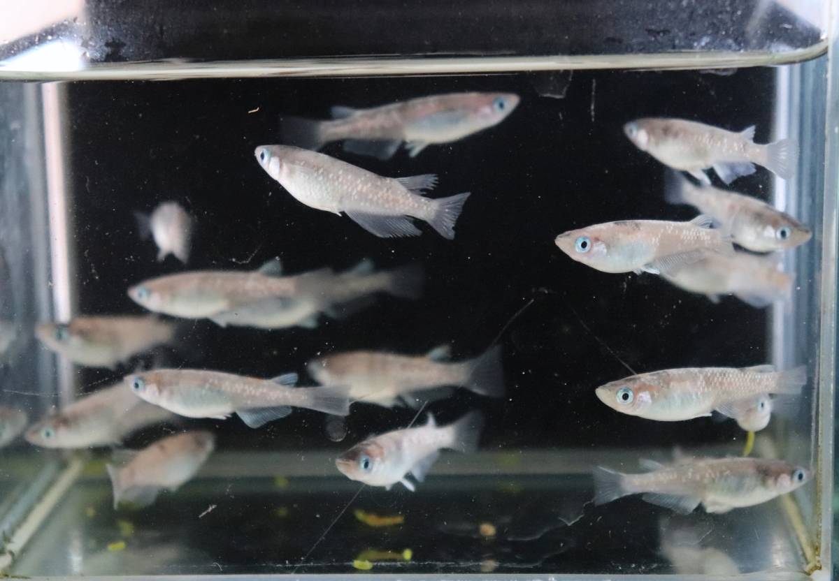 極上 めだか 王華メダカの特徴と固定率・飼育難易度、飼育方法について