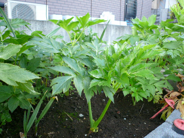 送無料 収穫 きる大きな明日葉の苗４本に種少しおまけアシタバ 健康食品あしたばの苗 ダイエット 便秘 ビタミン 野菜 苗 売買されたオークション情報 Yahooの商品情報をアーカイブ公開 オークファン Aucfan Com