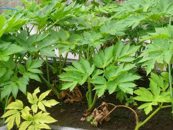 送無料 収穫 きる大きな明日葉の苗４本に種少しおまけアシタバ 健康食品あしたばの苗 ダイエット 便秘 ビタミン 野菜 苗 売買されたオークション情報 Yahooの商品情報をアーカイブ公開 オークファン Aucfan Com