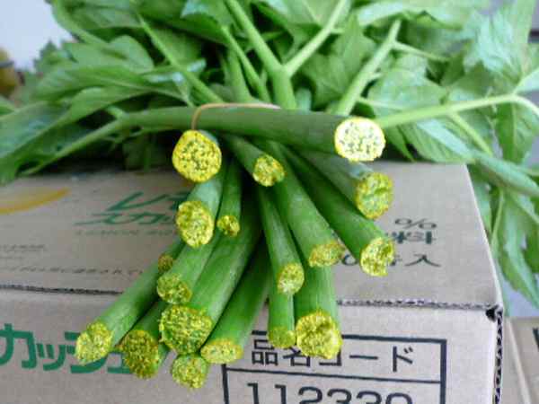 送無料 収穫 きる大きな明日葉の苗４本に種少しおまけアシタバ 健康食品あしたばの苗 ダイエット 便秘 ビタミン 野菜 苗 売買されたオークション情報 Yahooの商品情報をアーカイブ公開 オークファン Aucfan Com