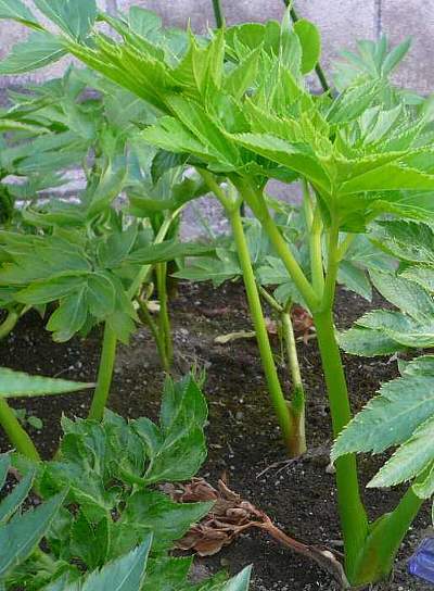 送無料 収穫 きる大きな明日葉の苗４本に種少しおまけアシタバ 健康食品あしたばの苗 ダイエット 便秘 ビタミン 野菜 苗 売買されたオークション情報 Yahooの商品情報をアーカイブ公開 オークファン Aucfan Com