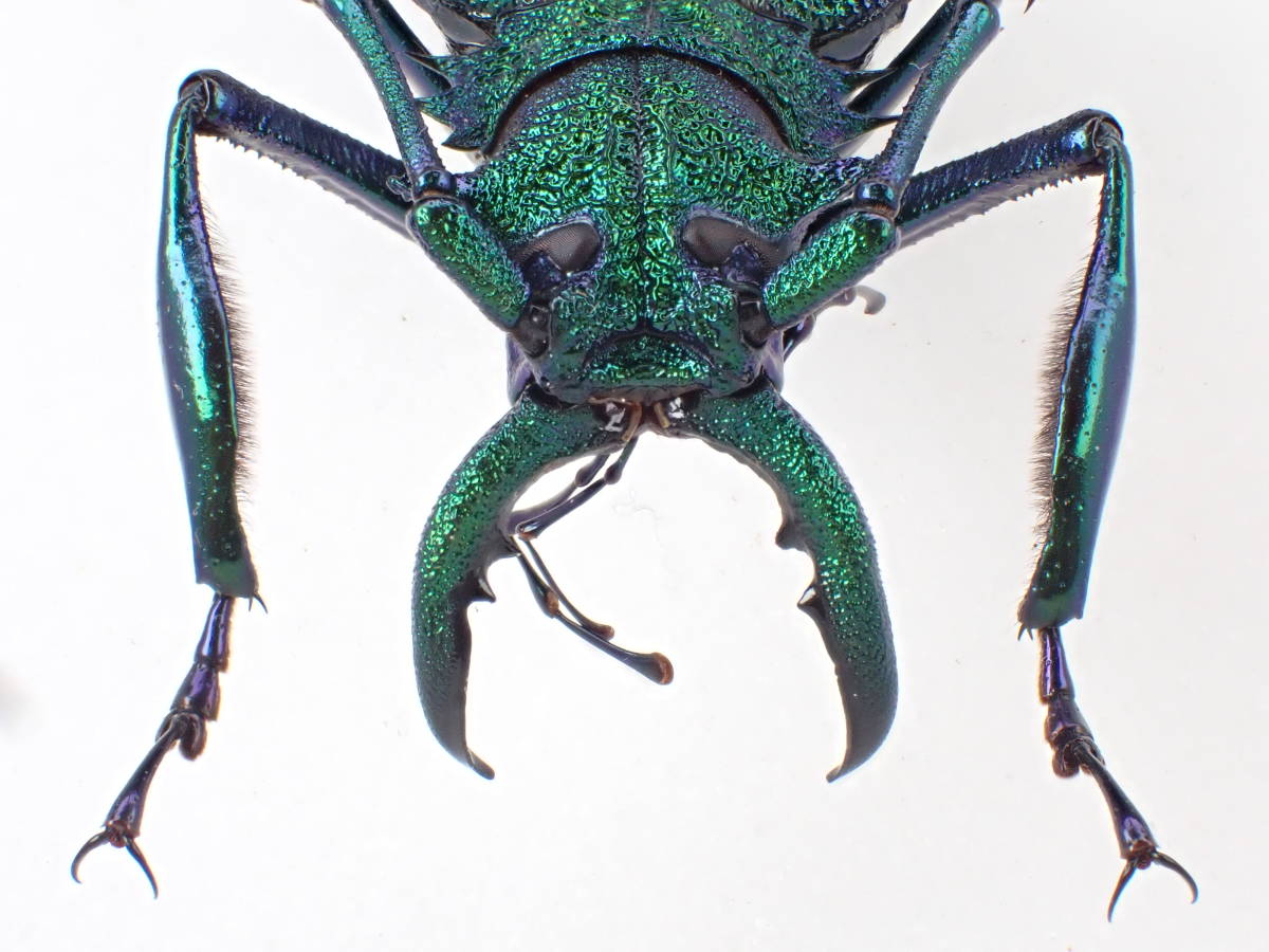 青緑黄】ルリオニカミキリ ムラサキオニノコギリカミキリ 昆虫標本