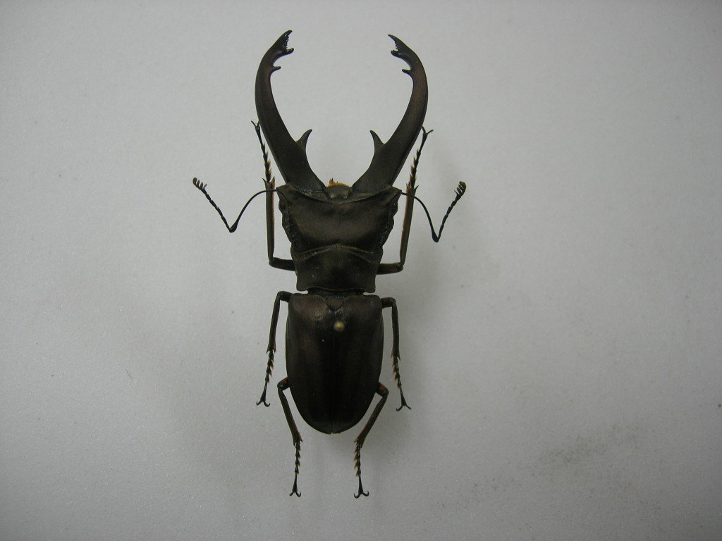 イグジミウスホソアカクワガタ標本 イグジミウスホソアカクワガタ標本