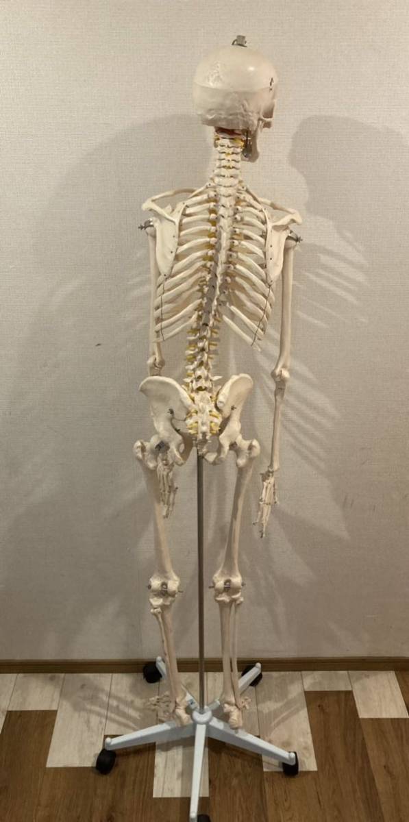 等身大骨格模型 キャスター付き骨格模型 人体模型 台付き約180cm 骨格 